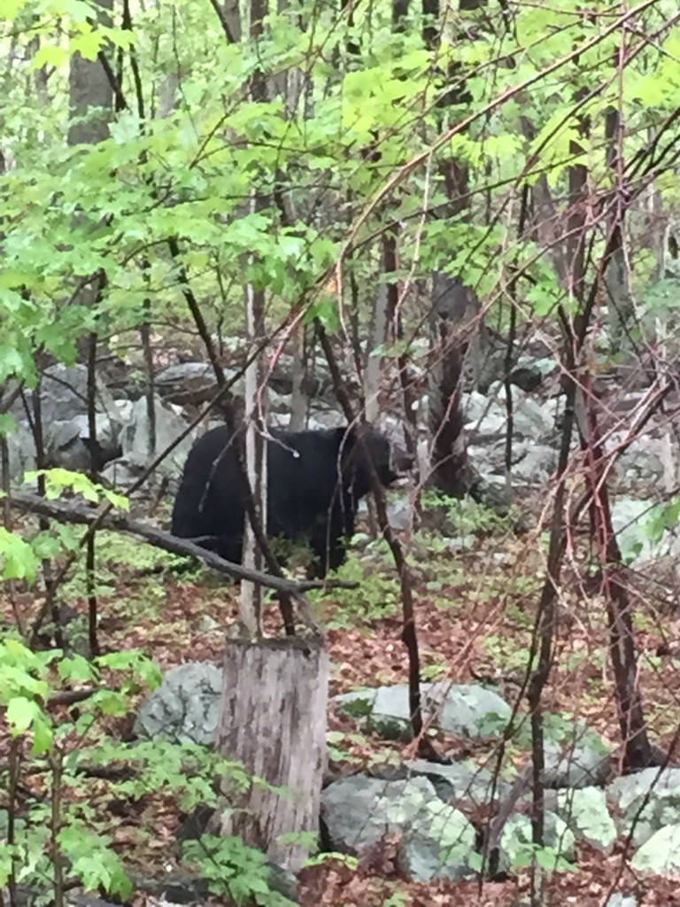 visiting-ochs-orchard-bear