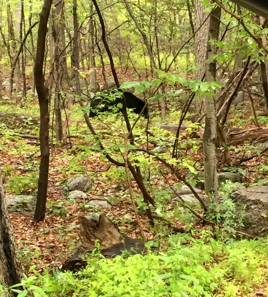 visiting-ochs-orchard-bear-walking