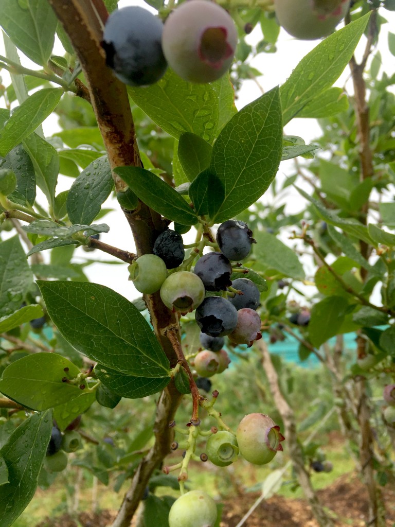 visiting-ochs-orchard-blueberries