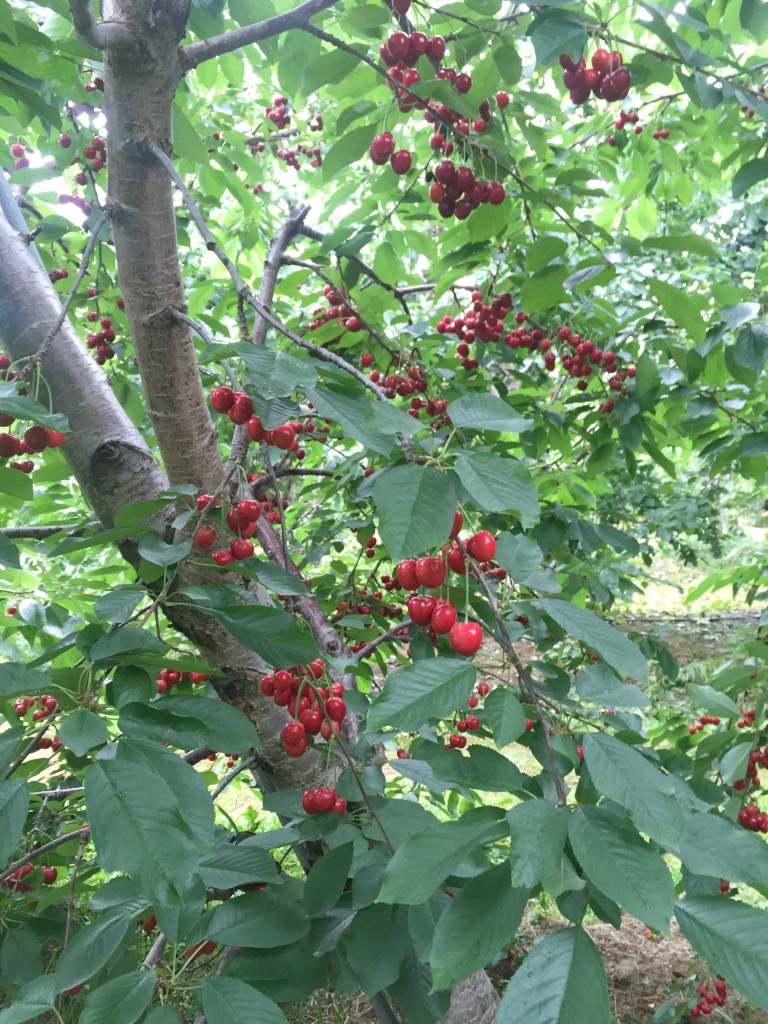 visiting-ochs-orchard-cherry
