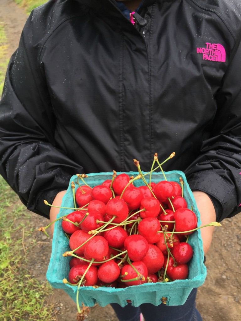 visiting-ochs-orchard-holding-cherries