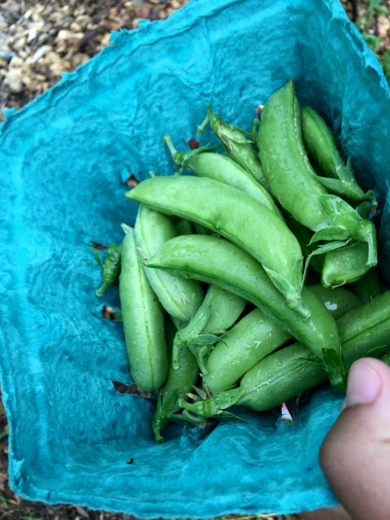 visiting-ochs-orchard-peas