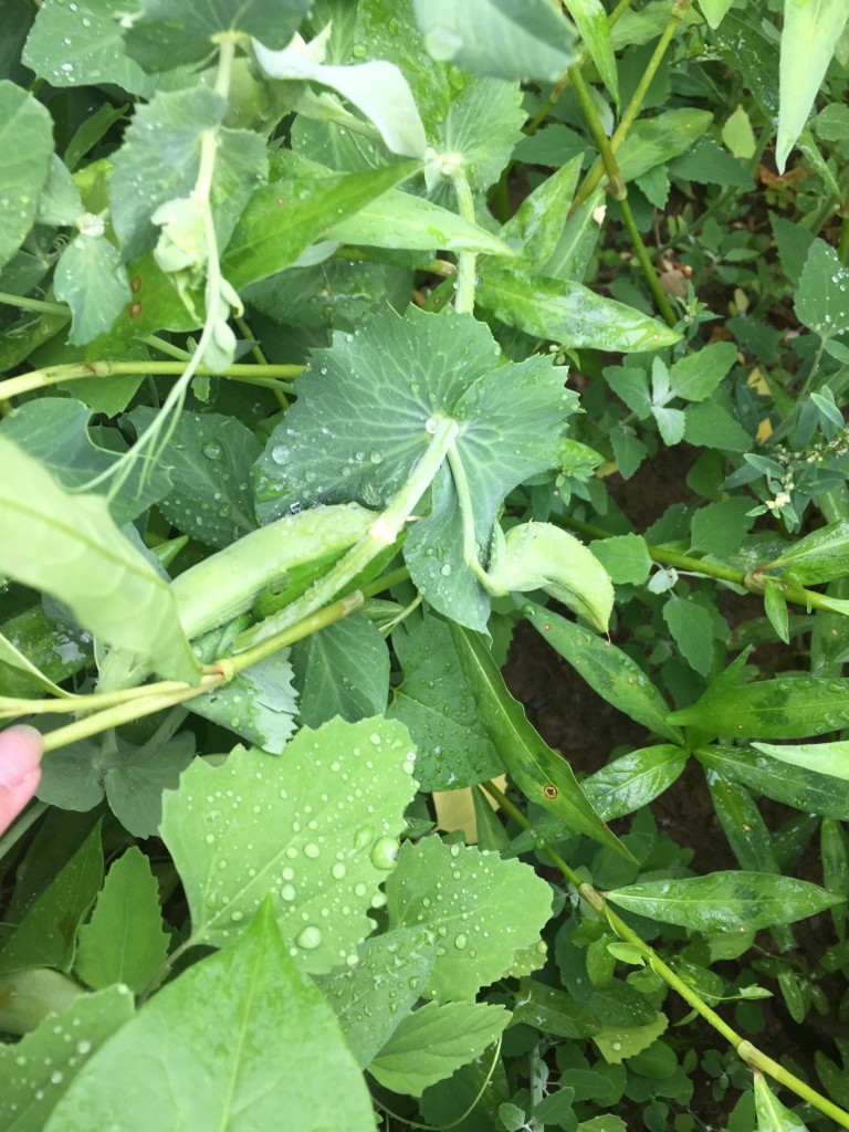 visiting-ochs-orchard-snap-peas