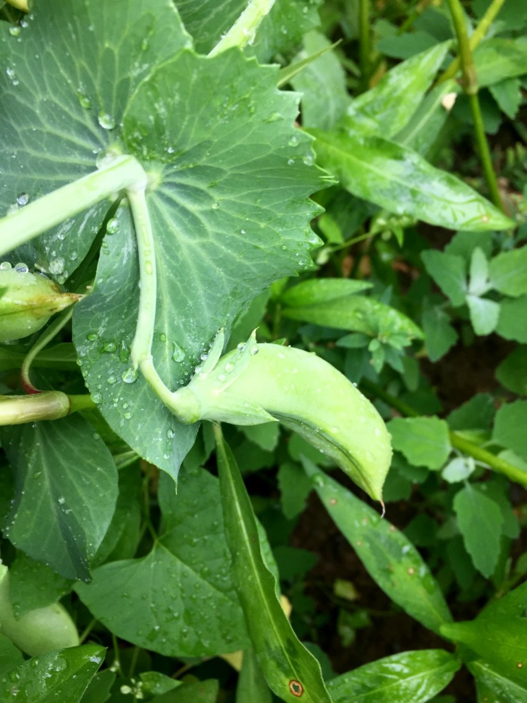 visitng-orch-orchards-snap-peas-green