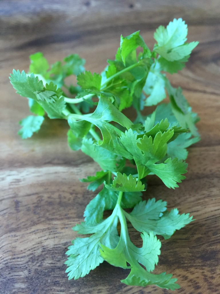 cilantro